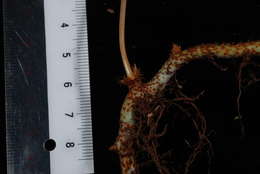 Image of Selliguea plantaginea Brack.