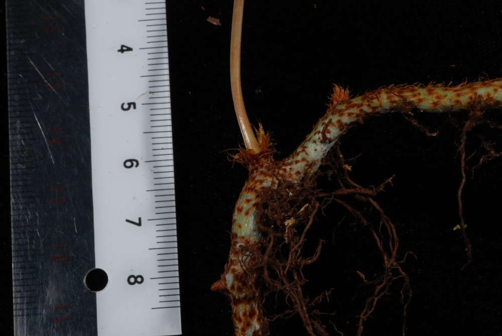 Image of Selliguea plantaginea Brack.