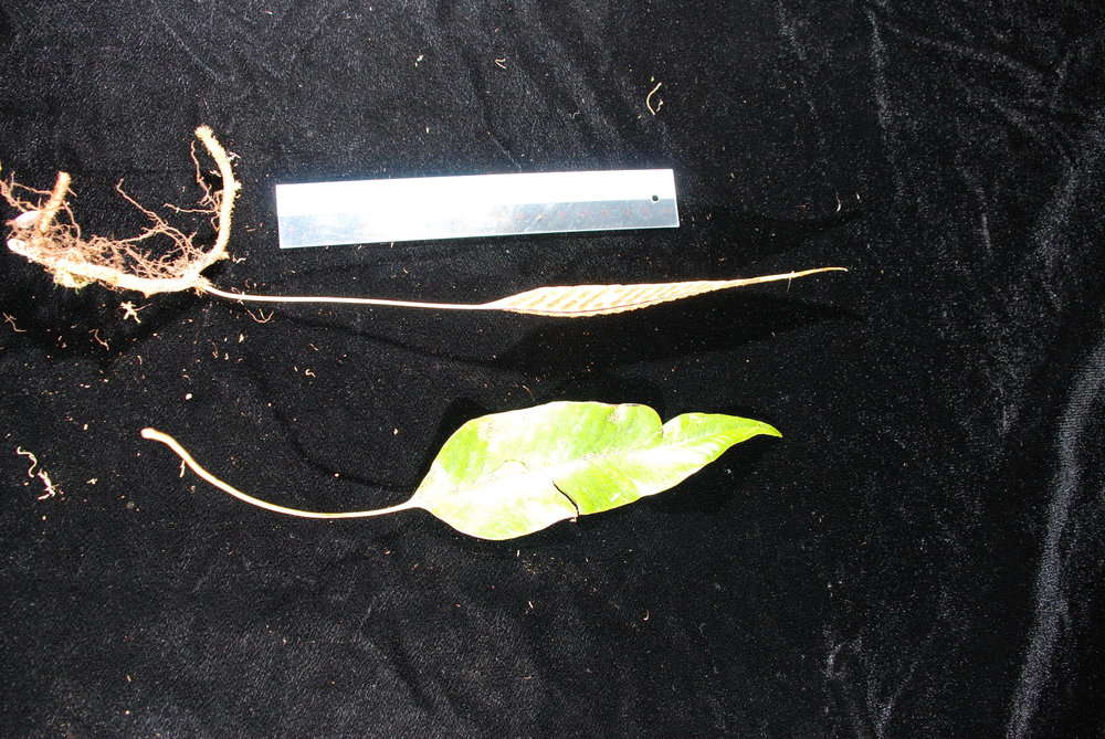 Image of Selliguea plantaginea Brack.