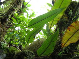 Image of Selliguea plantaginea Brack.