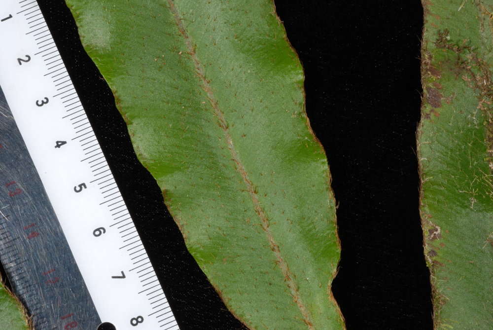 Image of Elaphoglossum samoense Brack.