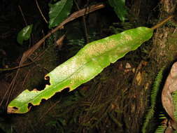 Sivun Elaphoglossum samoense Brack. kuva