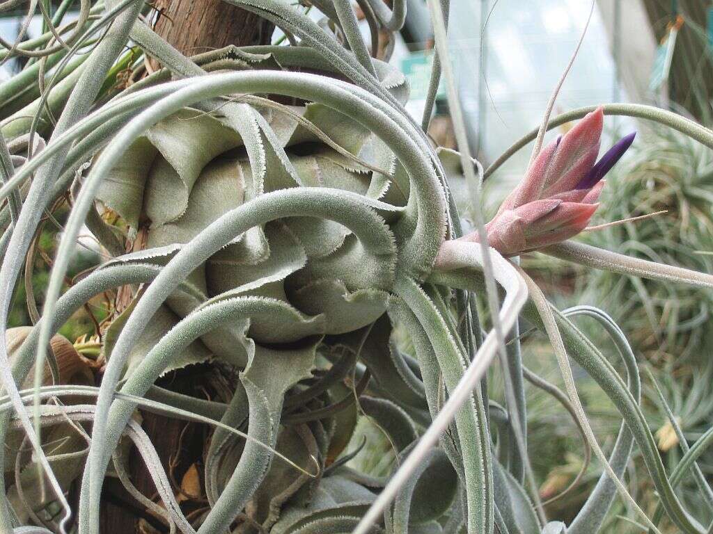 Imagem de Tillandsia seleriana Mez