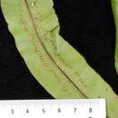 Image of <i>Oleandra sibbaldii</i> Grev.