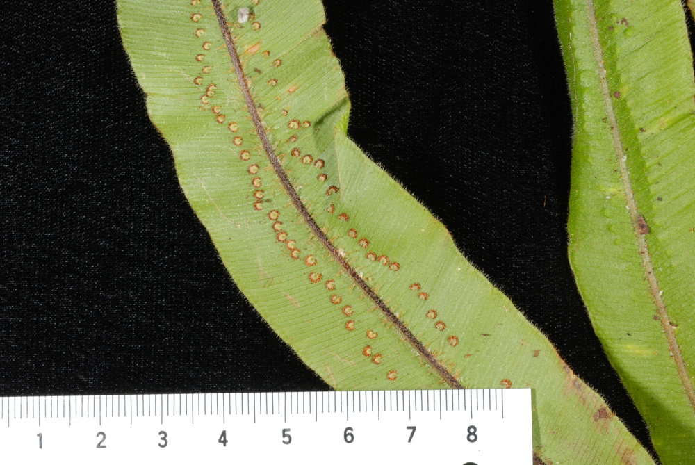 Oleandraceae (rights holder: 2010 Moorea Biocode)