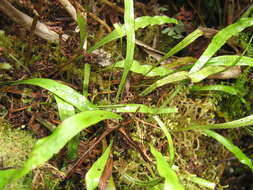 Image of dwarf polypody