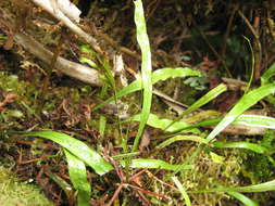 Image of dwarf polypody