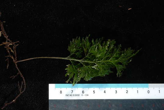 Image of filmy-ferns