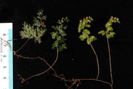 Imagem de Hymenophyllales