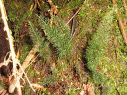 Image of filmy-ferns