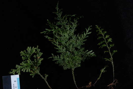 Image of Hymenophyllum javanicum Spreng.