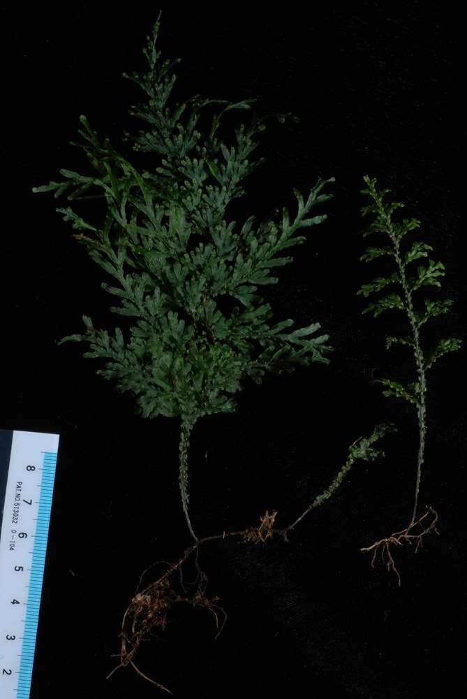 Image of Hymenophyllum javanicum Spreng.