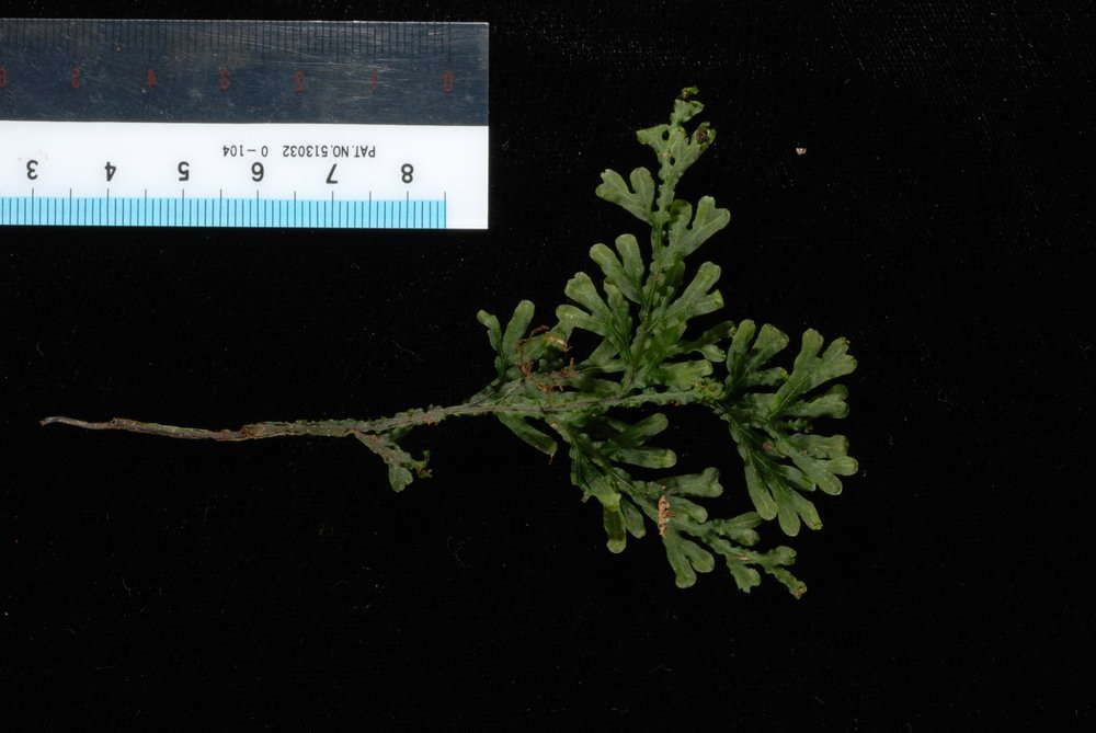 Image of Hymenophyllum javanicum Spreng.