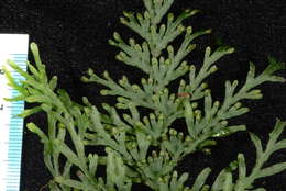 Image of Hymenophyllum javanicum Spreng.