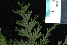 Image of Hymenophyllum javanicum Spreng.