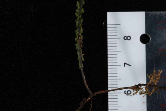 Image of Hymenophyllum javanicum Spreng.