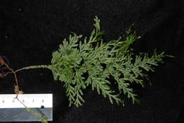 Image of Hymenophyllum javanicum Spreng.