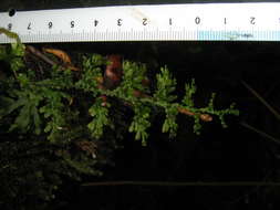 Image of Hymenophyllum javanicum Spreng.