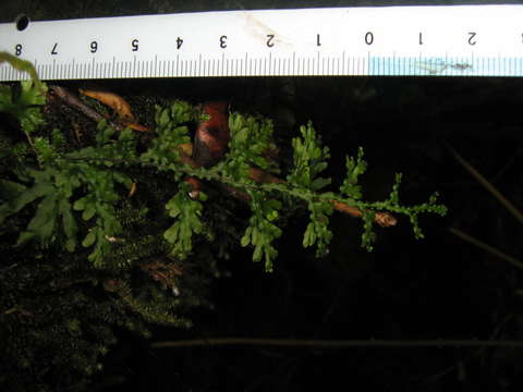 Image of Hymenophyllum javanicum Spreng.