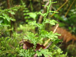 Image of Hymenophyllum javanicum Spreng.