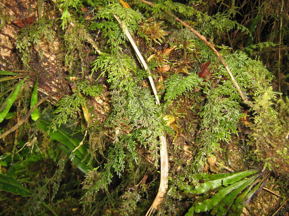 Image of Hymenophyllum javanicum Spreng.