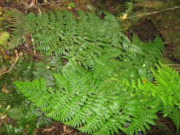 Image de Dryopteris dicksonioides (Mett. ex Kuhn) Copel.