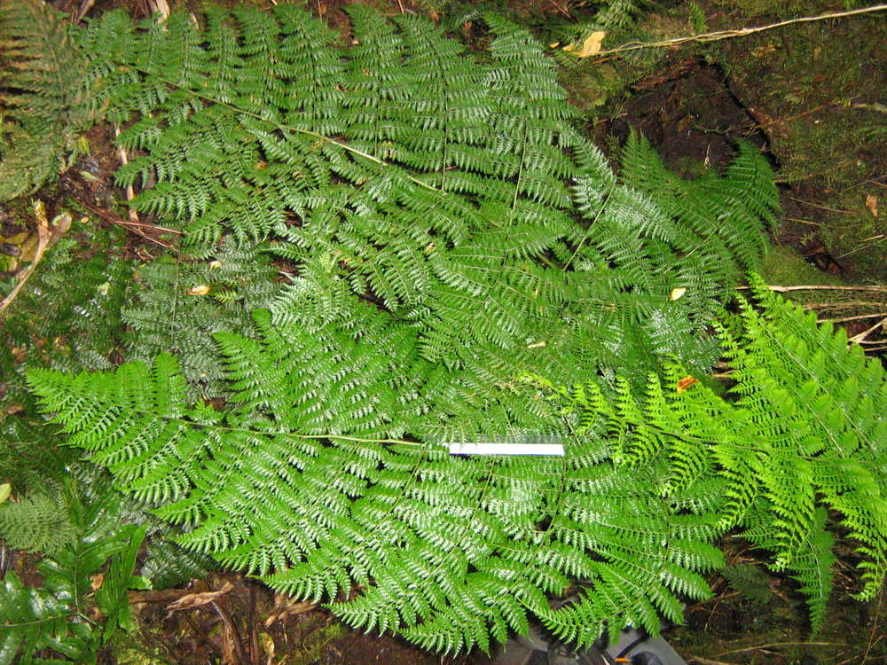 Image de Dryopteris dicksonioides (Mett. ex Kuhn) Copel.