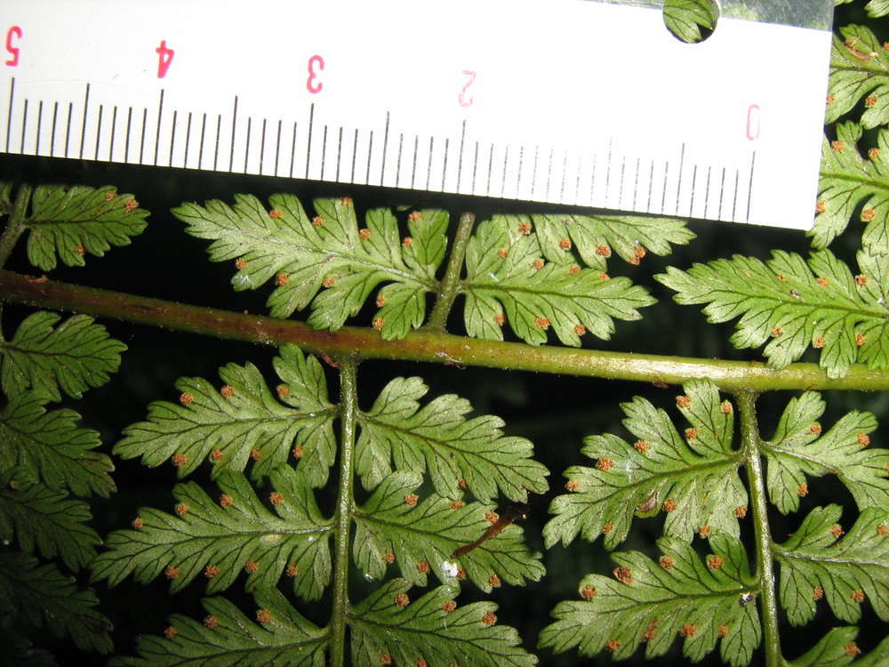 Image de Dryopteris dicksonioides (Mett. ex Kuhn) Copel.