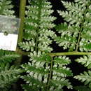 Sivun Dryopteris dicksonioides (Mett. ex Kuhn) Copel. kuva