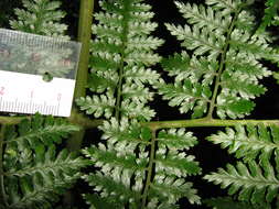 Image de Dryopteris dicksonioides (Mett. ex Kuhn) Copel.