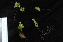 Image of Hymenophyllales