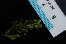 Image of Hymenophyllales