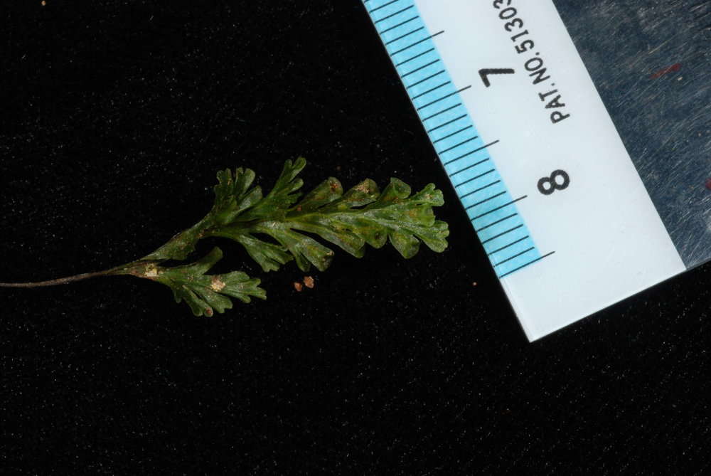 Image of Hymenophyllales