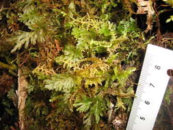 Image of Hymenophyllales