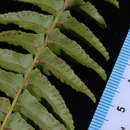 Image of narrow swordfern