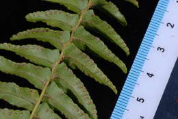 Image of sword ferns