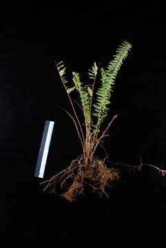 Image of sword ferns