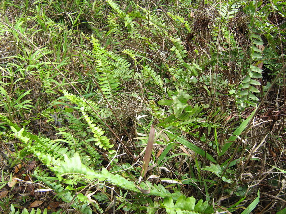 Image of sword ferns