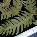 Sivun Tectaria dissecta (G. Forst.) Lellinger kuva