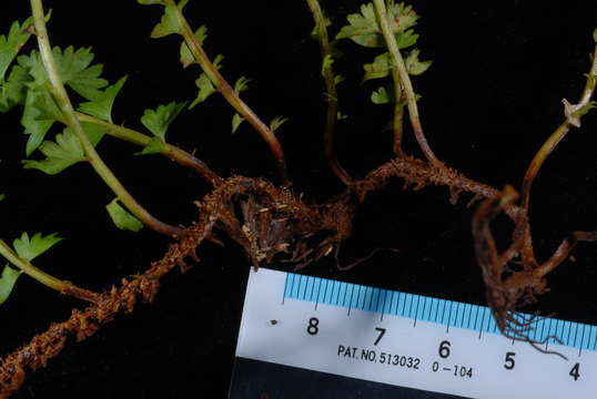 Image of screw ferns