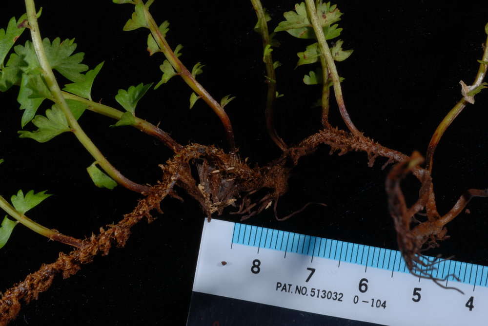 Image of Creeping Necklace Fern