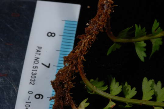 Image of Creeping Necklace Fern