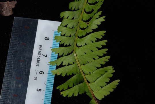 Image of Creeping Necklace Fern