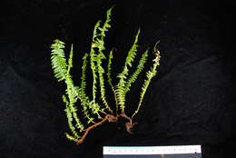 Слика од Lindsaea repens (Bory) Bedd.