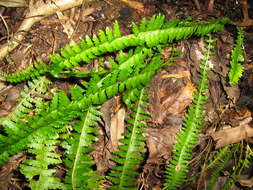 Слика од Lindsaea repens (Bory) Bedd.