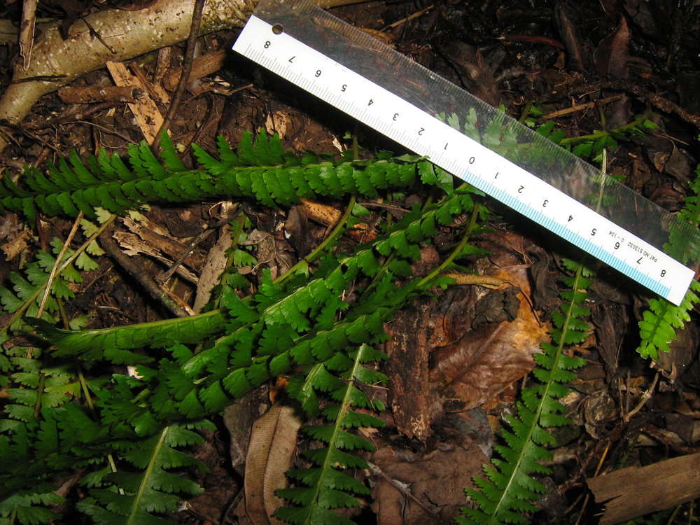 Слика од Lindsaea repens (Bory) Bedd.