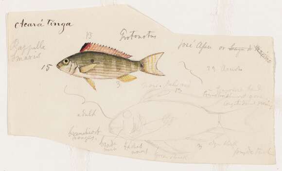 Image of Acarichthys