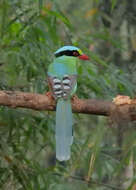 Image of Common Green Magpie