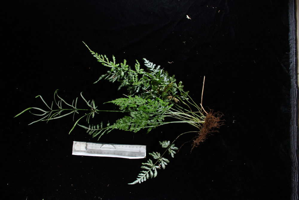 Imagem de Pteris ensiformis Burm.