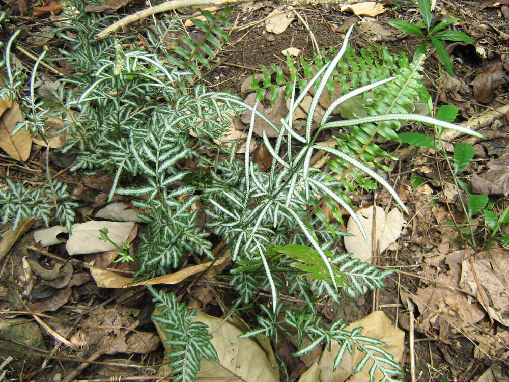 Sivun Pteris ensiformis Burm. kuva